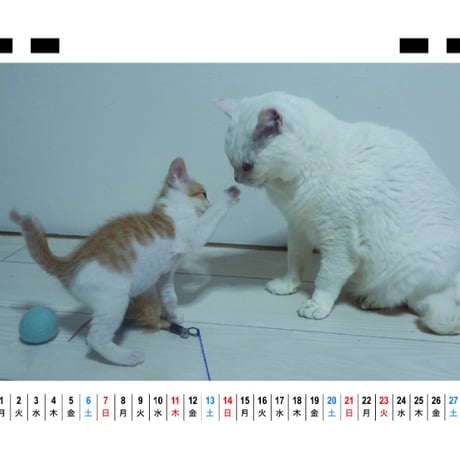 【予約販売】 ねこかます 猫 2027年 卓上 カレンダー TC27126