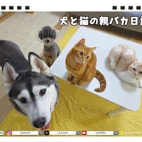 【予約販売】 犬と猫の親バカ日記 2027年 卓上 カレンダー TA27115