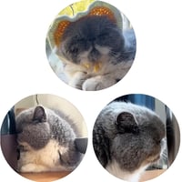 【予約販売】 まるおとまめこ 猫 缶バッジNo3 3個セット GE003NN