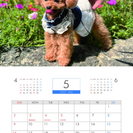 【予約販売】 トイプードル犬のコロン 2027年 壁掛け カレンダー KK27056