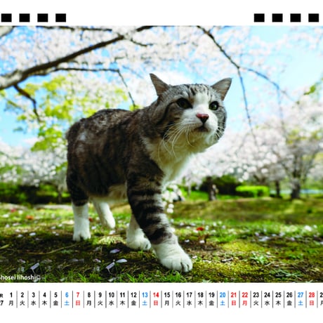 【予約販売】 旅猫 ニャン吉 2027年 卓上 カレンダー TA27268