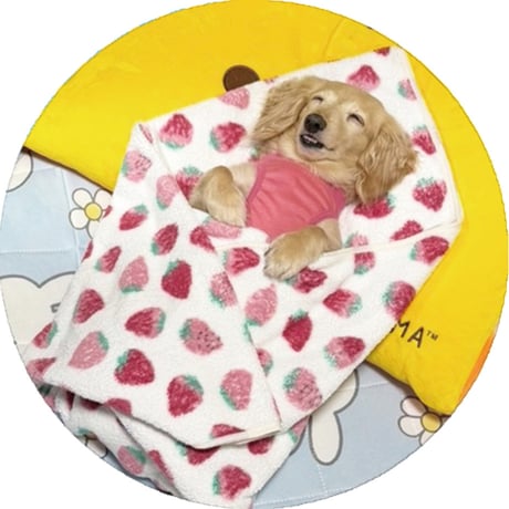 【予約販売】 くぅ＆らいら ミニチュアダックス 犬 缶バッジ 3個セット GE017NN