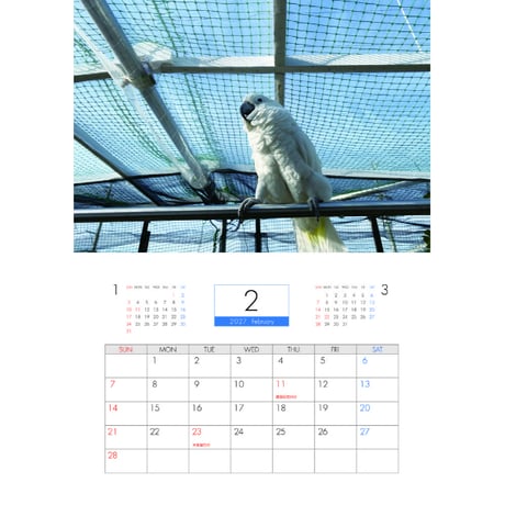 【予約販売】 いたずらオウム 鳥 2027年 壁掛け カレンダー KK27151