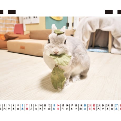【予約販売】 コガラナ天パのうさハムch うさぎのぽぽちゃん 2027年 卓上 カレンダー TC27230