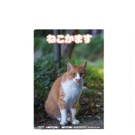 【予約販売】 ねこかます 猫 A5ノート帳 No19 No019NN