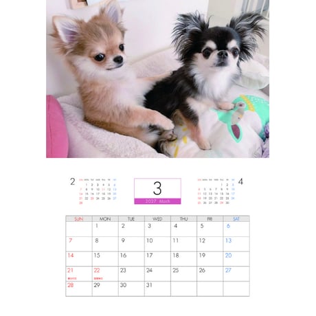 【予約販売】 うに&えび&とろ チワワ 犬 2027年 壁掛け カレンダー KK27202