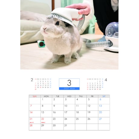 【予約販売】 コガラナ天パのうさハムch うさぎのぽぽちゃん 2027年 壁掛け カレンダー KK27229