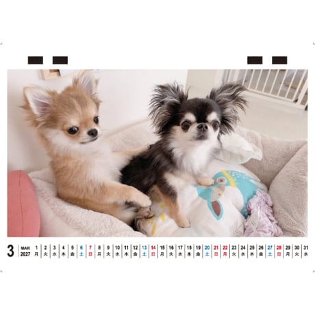 【予約販売】 うに&えび&とろ チワワ 犬 2027年 卓上 カレンダー TC27204