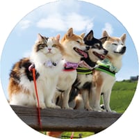 【予約販売】 柴犬 モカ＆アン＆サラ＆ルナ 缶バッジ No11 3個セット