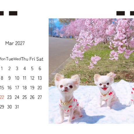 【予約販売】 おもちちゃん＆おかゆちゃん＆おしるこくん チワワ 犬 2027年 卓上 カレンダー TC27197