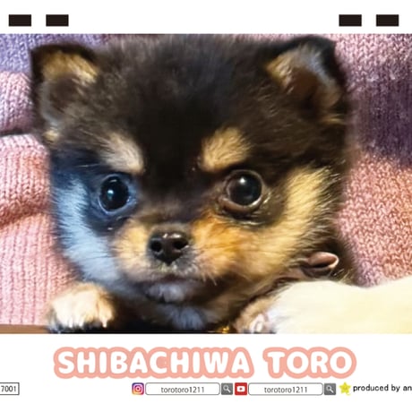 【予約販売】 SHIBA CHIWA TORO 犬 2027年 卓上 カレンダー TC27293