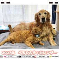 【予約販売】 ゴールデンレトリバー犬＆保護猫 ぺろりんず！ 2027年 卓上 カレンダー TC27048