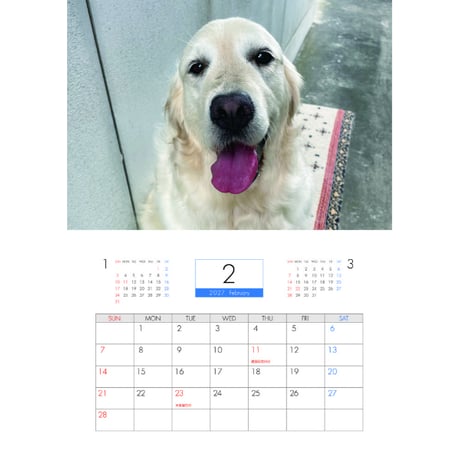 【予約販売】 ゴールデンレトリバー メイちゃんねる 犬 2027年 壁掛け カレンダー KK27145