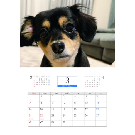 【予約販売】 うみくん アザラシ犬 チワックス 2027年 壁掛け カレンダー KK27221