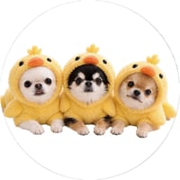 【予約販売】 うに&えび&とろ チワワ 犬 缶バッジ 3個セット GE013NN