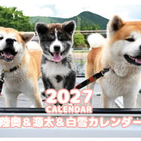 【予約販売】 秋田犬の陸奥 2027年 壁掛け カレンダー KK27089