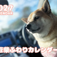 【予約販売】 豆柴 ふわり 2027年 壁掛け カレンダー KK27052