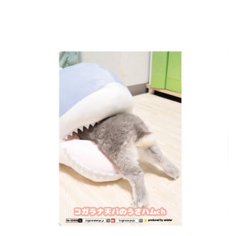 【予約販売】 コガラナ天パのうさハムch うさぎのぽぽちゃん A5ノート手帳 No024NN