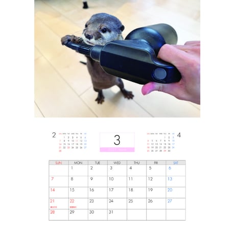 【予約販売】 カワウソ さくら 2027年 壁掛け カレンダー KK27296