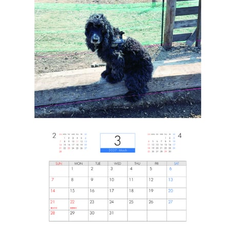 【予約販売】 こーる君たち ゴールデンレトリバー 犬 2027年 壁掛け カレンダー KK27261