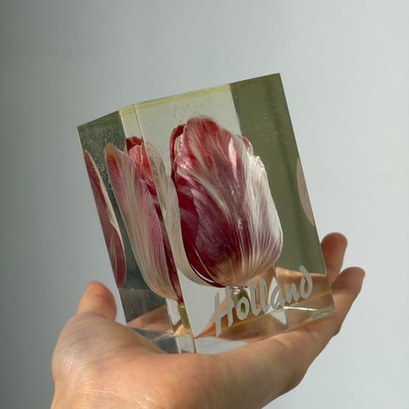 Tulip Acrylic Cube