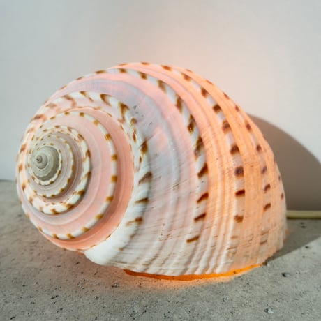 Snail Shell Lamp