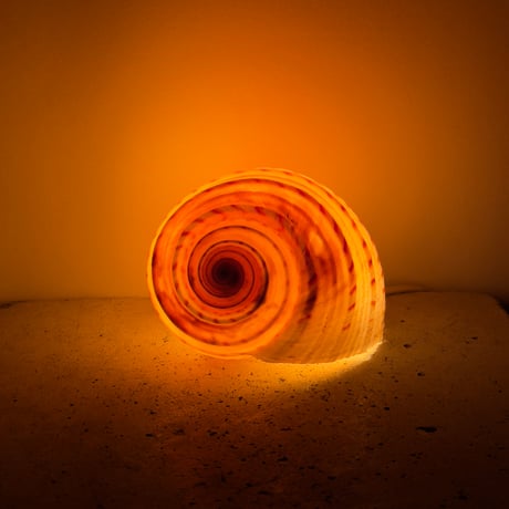 Snail Shell Lamp