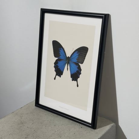 Blue Butterfly Frame
