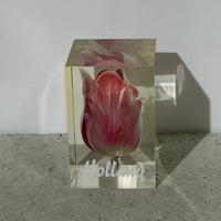 Tulip Acrylic Cube