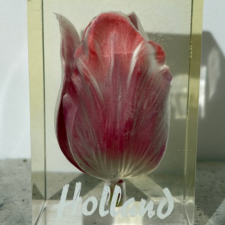Tulip Acrylic Cube