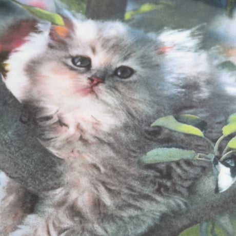 Pretty Cat Dish