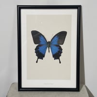 Blue Butterfly Frame