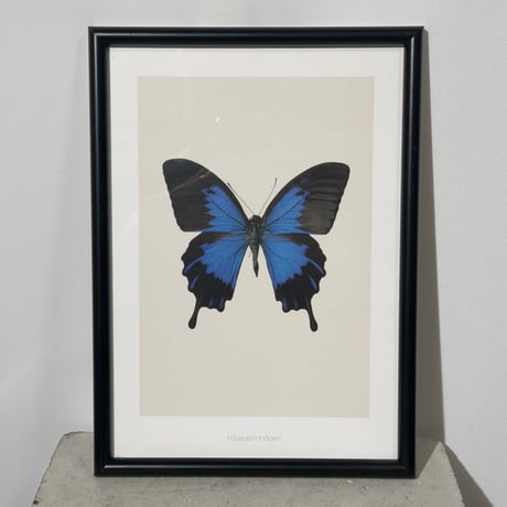 Blue Butterfly Frame