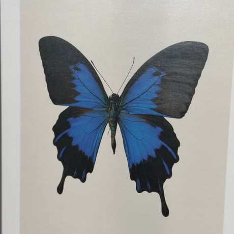 Blue Butterfly Frame