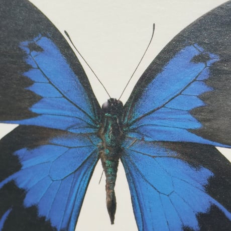 Blue Butterfly Frame