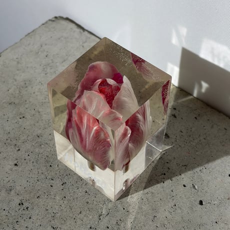 Tulip Acrylic Cube