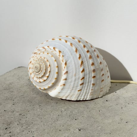 Snail Shell Lamp