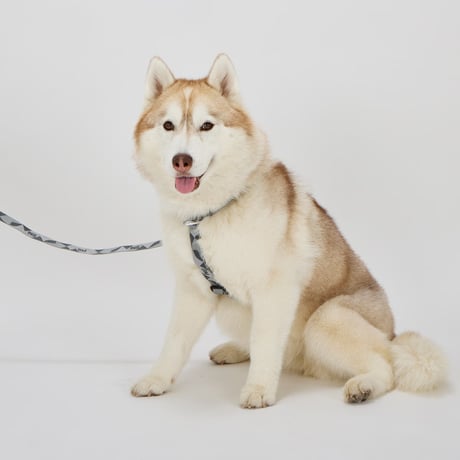 MANDARINE BROTHERS REFLECTIVE LEASH