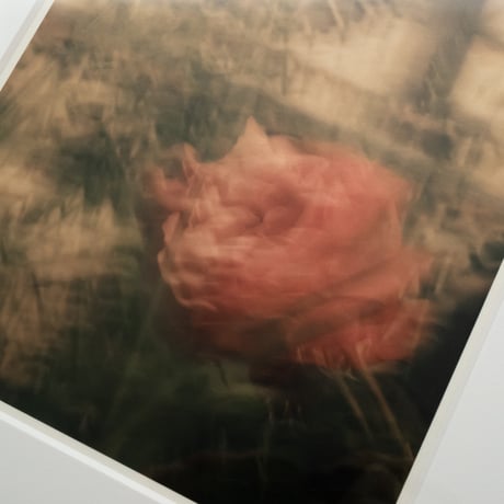 lumikka｜Unfold｜Rose, Rose Window