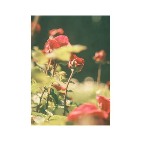 lumikka｜Unfold｜Bloom Ⅰ