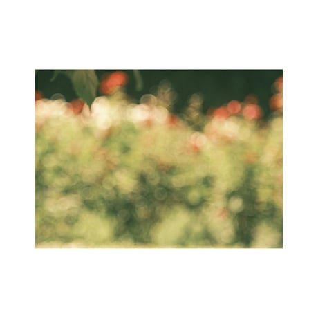 lumikka｜Unfold｜Bloom Ⅴ