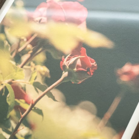 lumikka｜Unfold｜Bloom Ⅰ