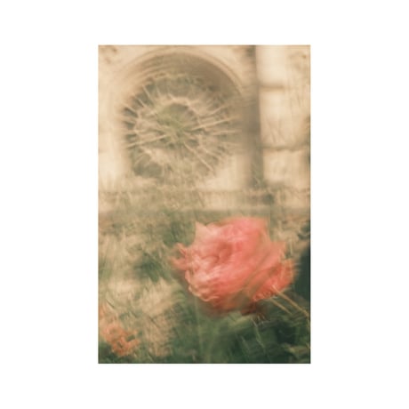 lumikka｜Unfold｜Rose, Rose Window