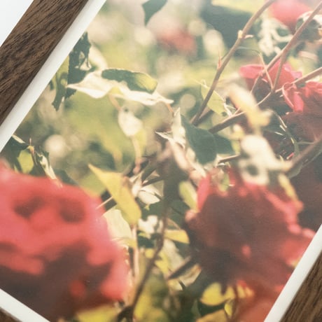 lumikka｜Unfold｜Bloom Ⅱ