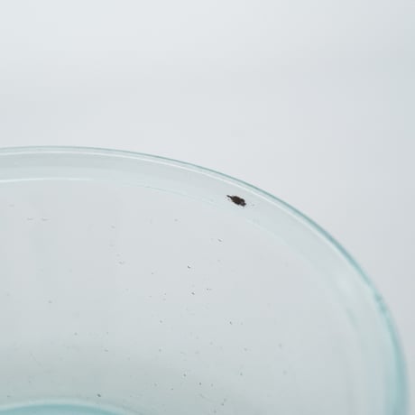 Nuutajarvi / Karhula｜Viili｜glass bowl φ15.5cm｜04