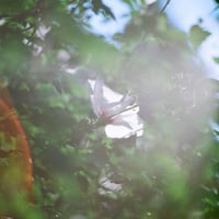 予約商品：STUTSと大貫妙子 「おはよう OHAYO [7INCH]」
