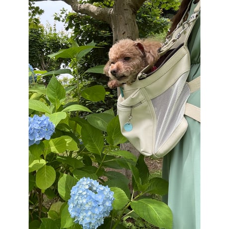 ─抱っこが大好きな犬たちへ。─合皮キャリーバッグ 🐾
