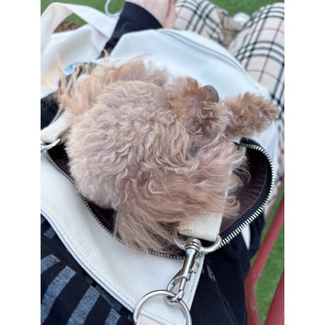 ─抱っこが大好きな犬たちへ。─合皮キャリーバッグ 🐾