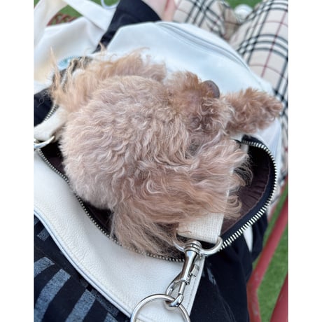 ─抱っこが大好きな犬たちへ。─合皮キャリーバッグ 🐾