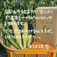 朝どれトウコロモシ1箱(8～11本)